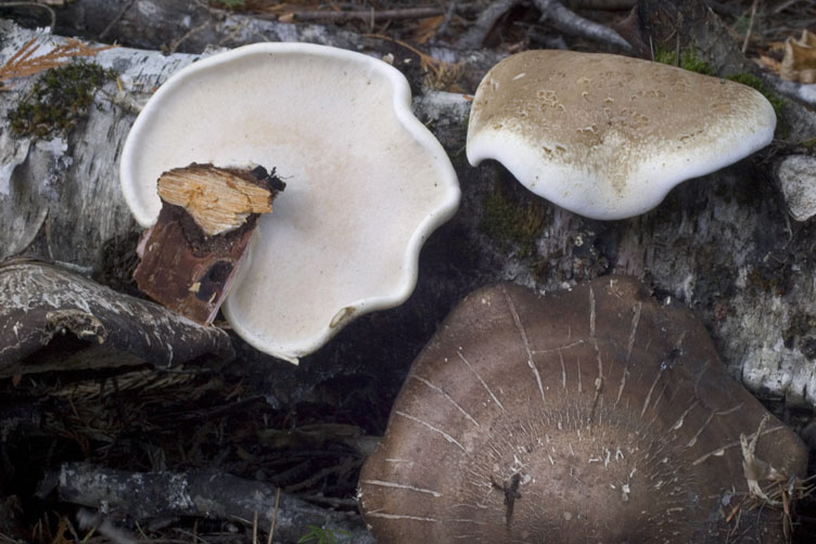 Piptoporus betulinus